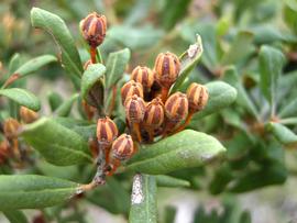   Fruits:   Lyonia ferruginea ; Photo by K.E. Clancy, USDA APHIS PPQ, imageID.idtools.org
